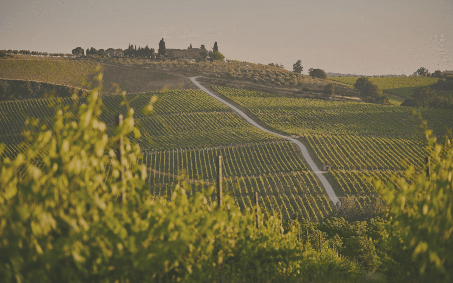 Vignes